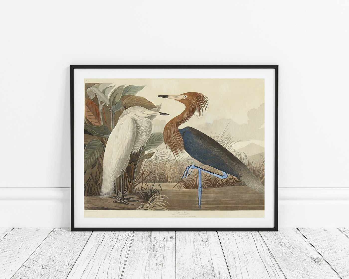 John James Audubon - Zwei Vögel am See