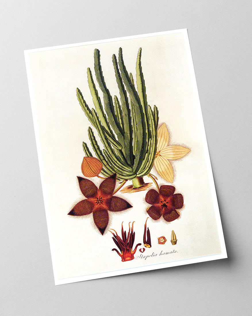 Stapelia Hircosa - Stapelien in Sternform