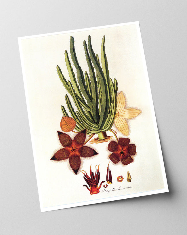 Stapelia Hircosa - Stapelien in Sternform Main Image