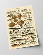 Adolphe Philippe Millot - Fische