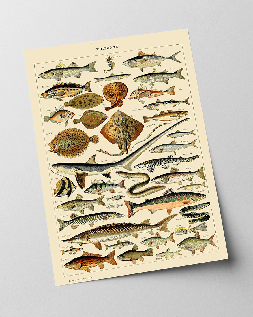 Adolphe Philippe Millot - Fische