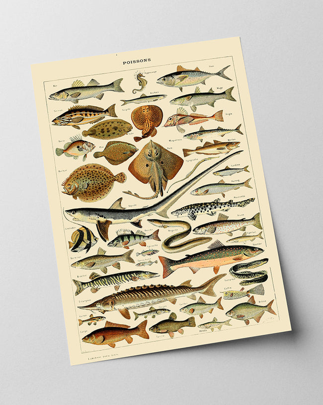 Adolphe Philippe Millot - Fische Main Image