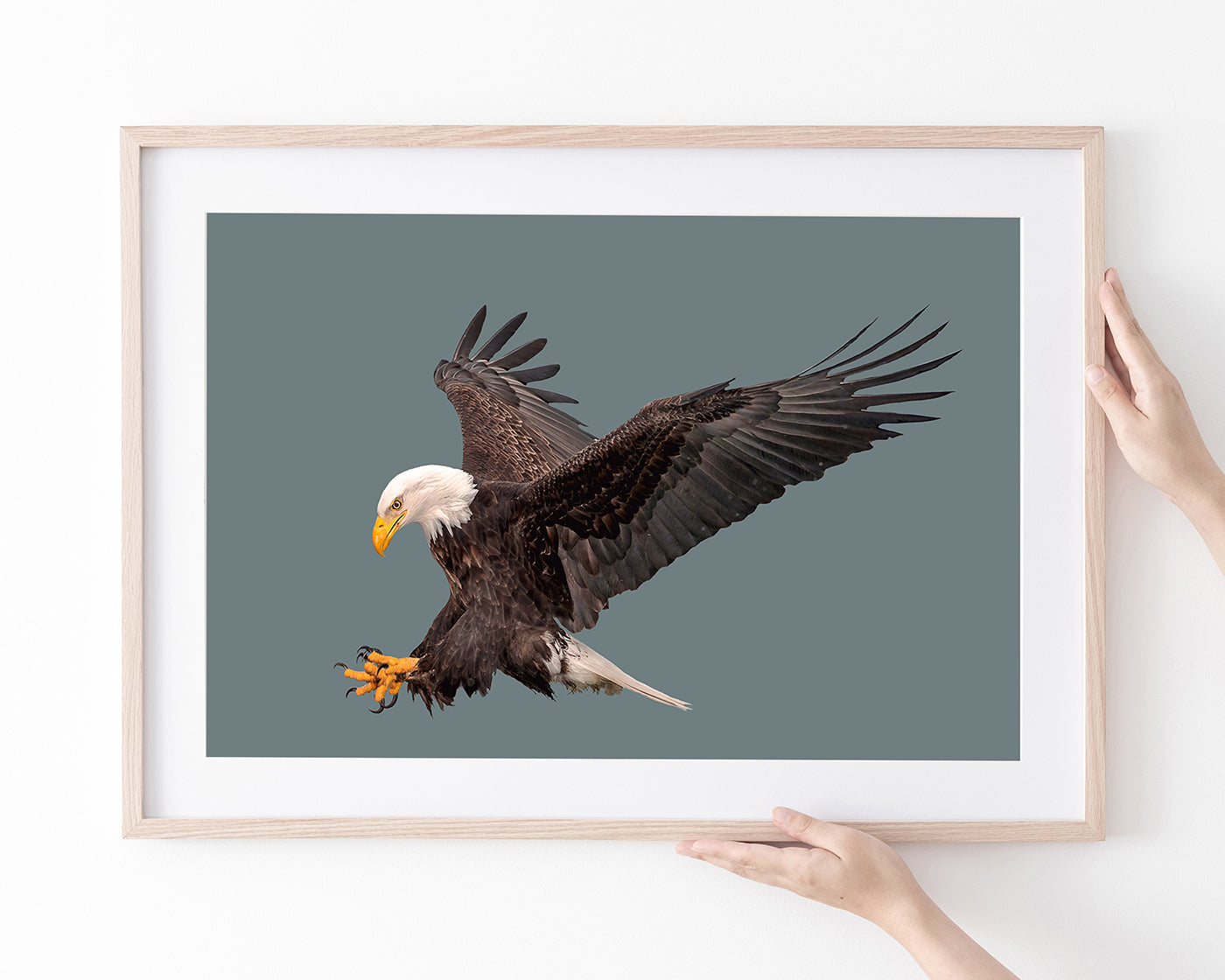 Fliegender Weißkopfseeadler