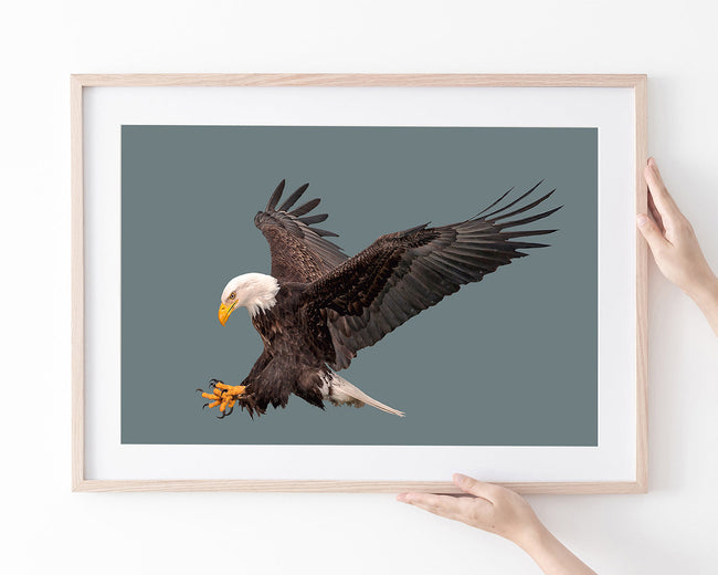 Fliegender Weißkopfseeadler Main Image