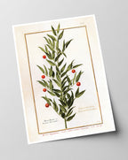 Houx Frelon - Stechpalme