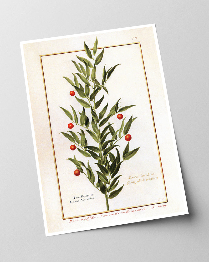 Houx Frelon - Stechpalme