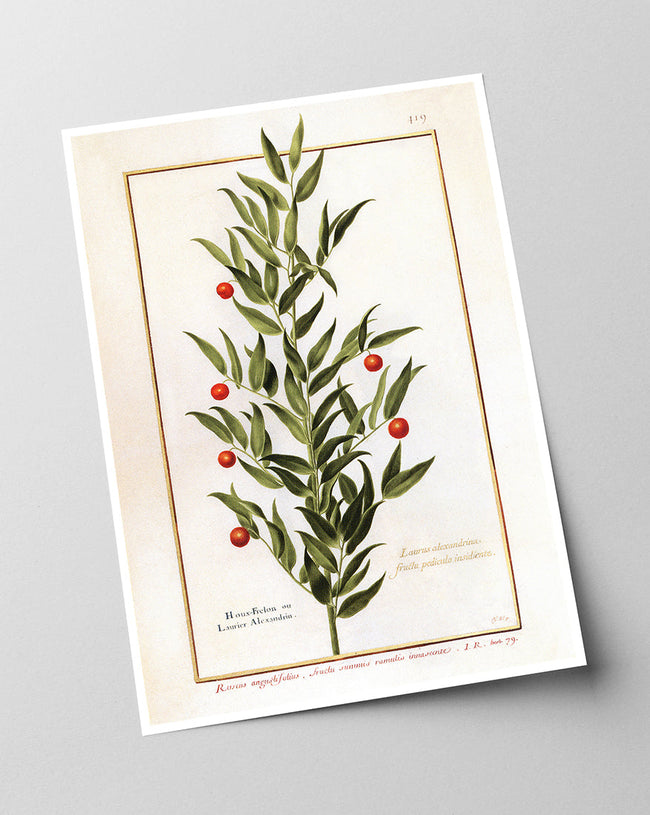 Houx Frelon - Stechpalme Main Image