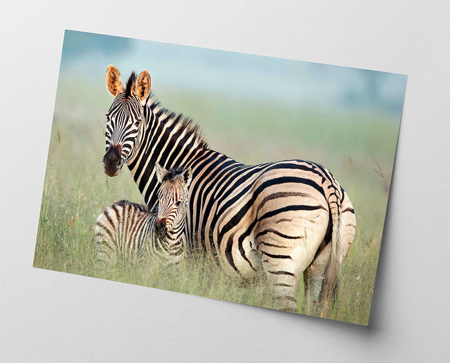 Zebra-Mama und Junges Main Image