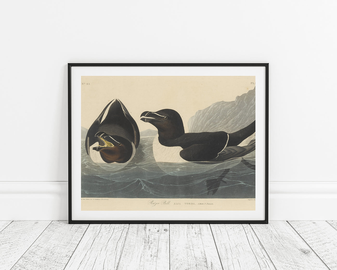 John James Audubon - Zwei Enten im Wasser
