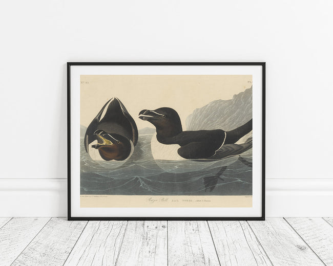 John James Audubon - Zwei Enten im Wasser Main Image