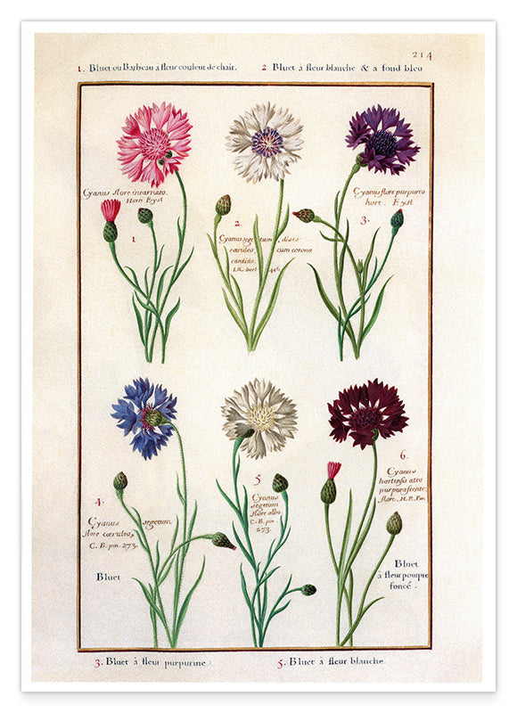 Eine Übersicht blühender Blumen Hover Image