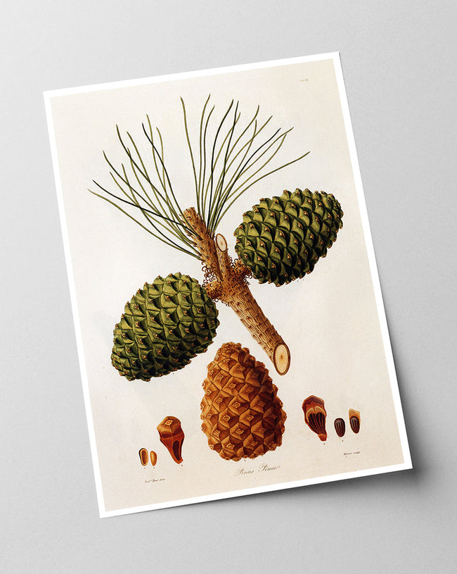 Pinus Pinea - Pinie Main Image