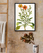 Arctotis Spinulosa - orangene Blüten