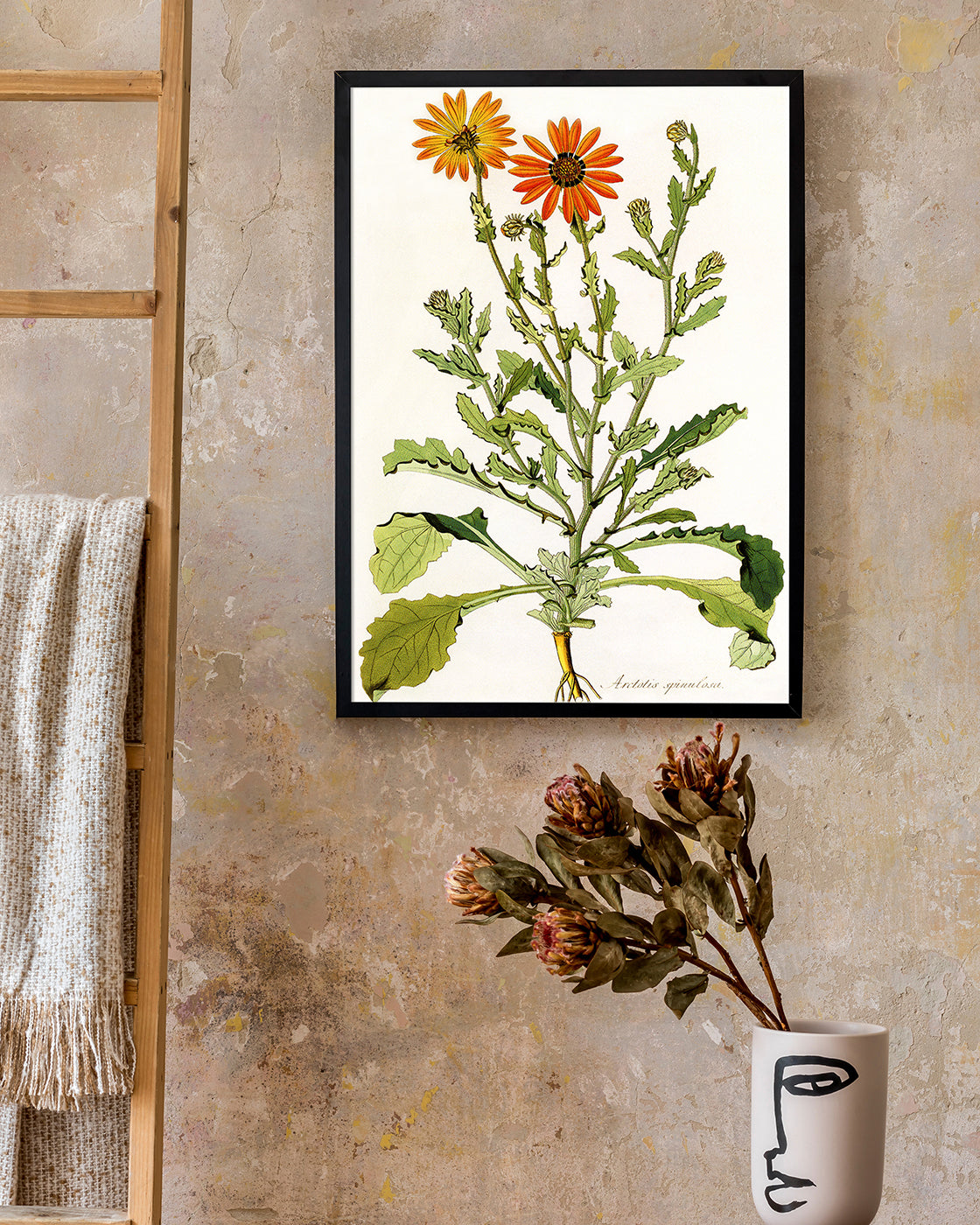 Arctotis Spinulosa - orangene Blüten