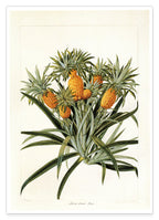 Ananas am Ananasbaum