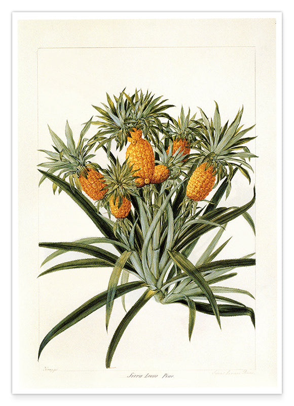 Ananas am Ananasbaum