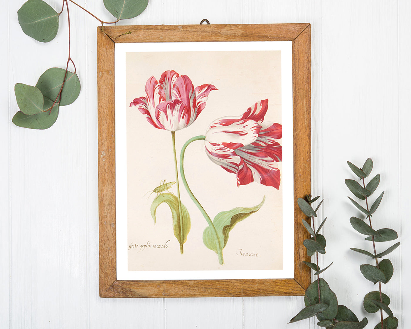 Jacob Marrel - Rot-Weiße Tulpen