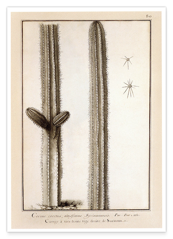 Kaktuszeichnung Hover Image