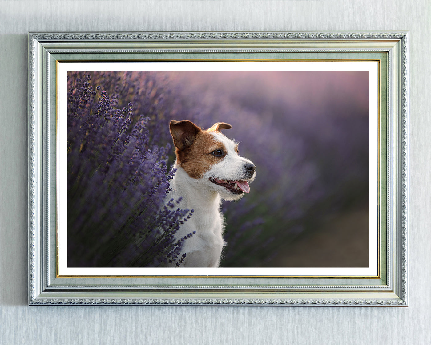 Jack Russel Terrier im Lavendel