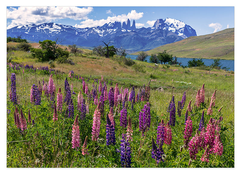 Bergwiese mit Blumen