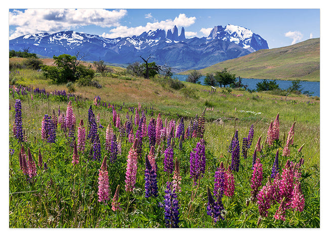 Bergwiese mit Blumen Hover Image