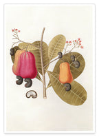 Pflanze mit roten Früchten und Blüten