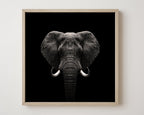 Elefant-Portrait auf schwarzem Hintergrund