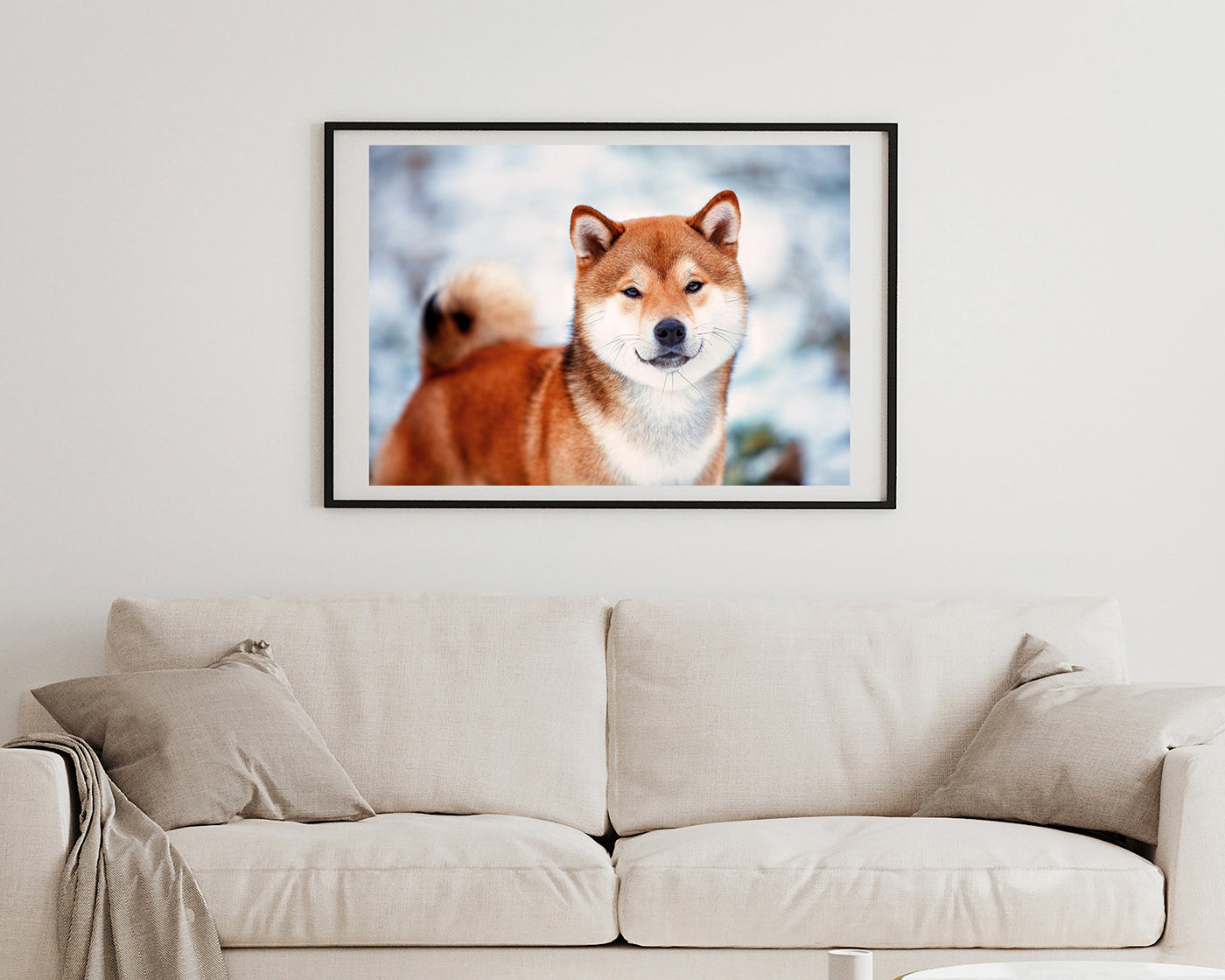 Shiba Inu