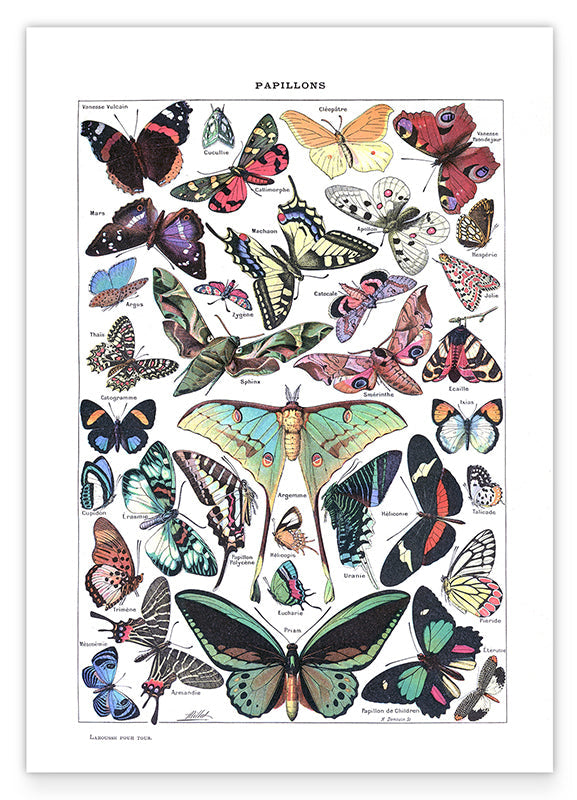 Adolphe Philippe Millot - Schmetterlinge