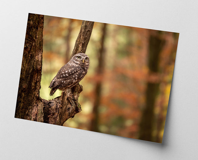 Eule im Wald Main Image