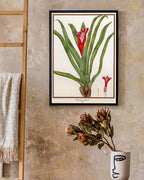 Bromelia Nudicaulis - Rote Blüte