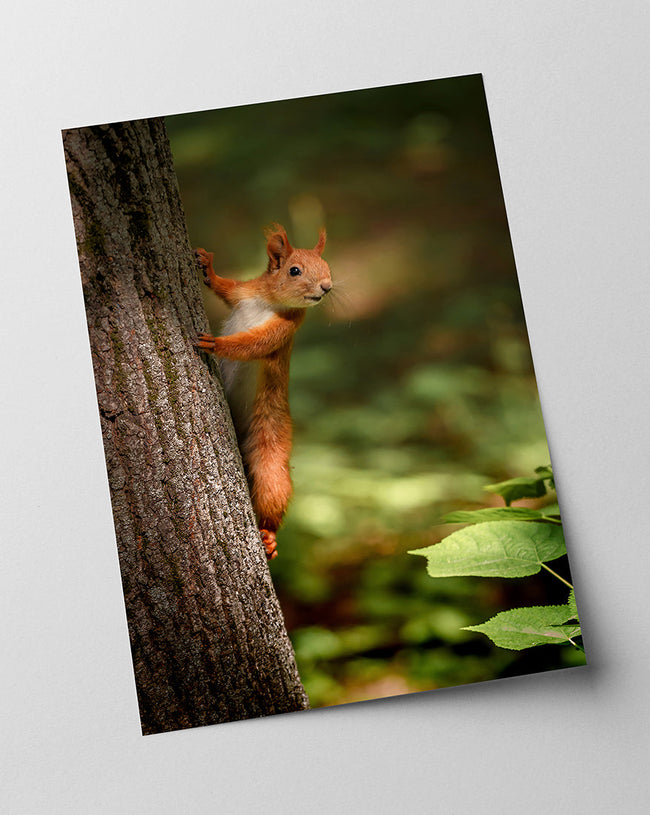 Eichhörnchen am Baum Main Image