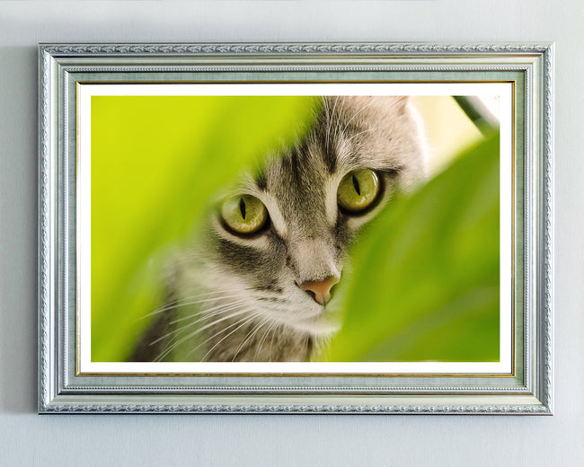 Katze - Nahaufnahme Main Image