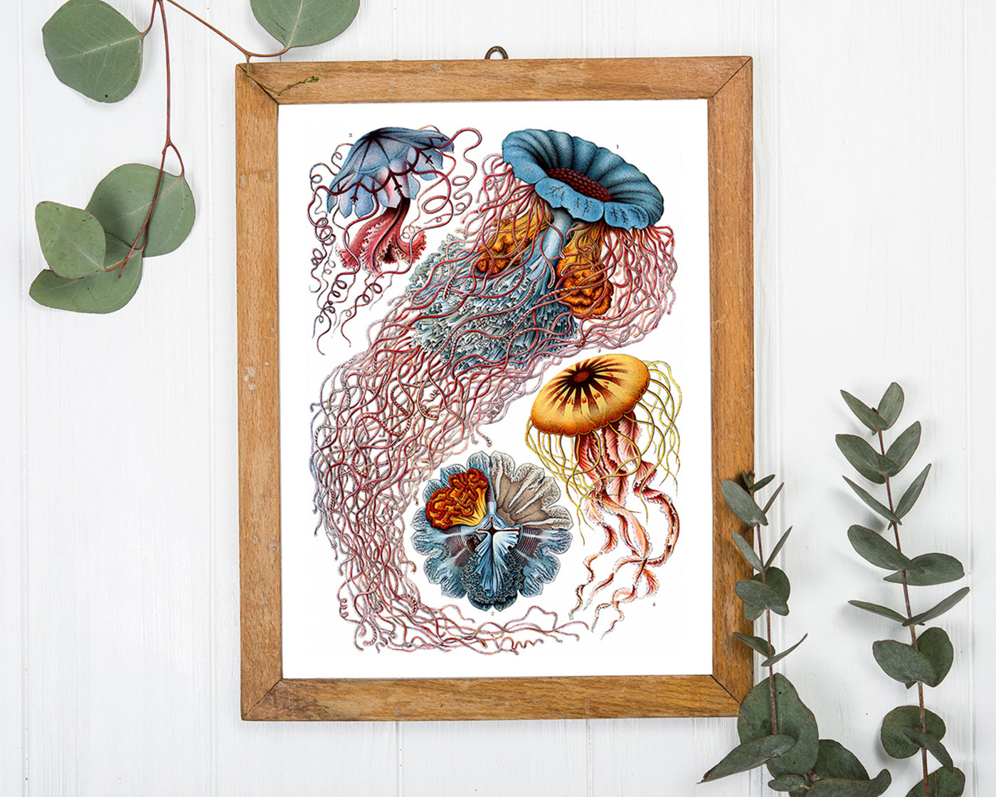 Ernst Haeckel - Quallen