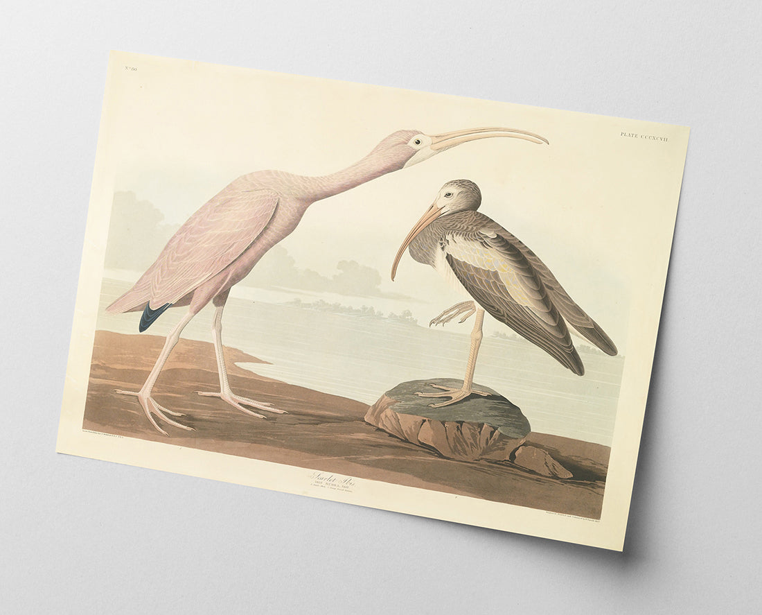 John James Audubon - Zwei Wasservögel