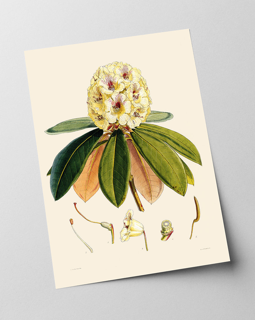 Weißer Rhododendron