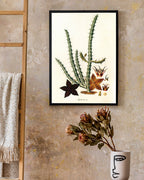 Stapelia Hircosa - Stapelien in Sternform