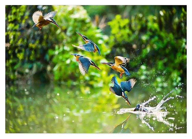 Eisvögel auf der Jagd Hover Image