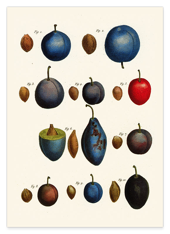 Pflaumenarten - Zwetschgen Hover Image