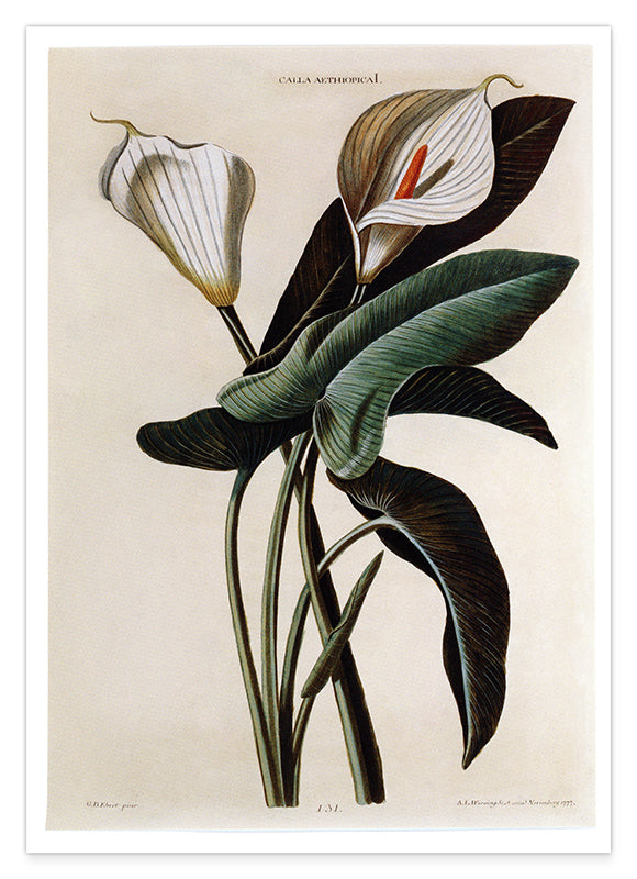 Zantedeschia Aethiopica - Weiße Lilie