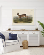 John James Audubon - Rennender Rehbock