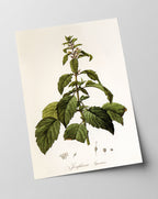 Josephinia imperatricis