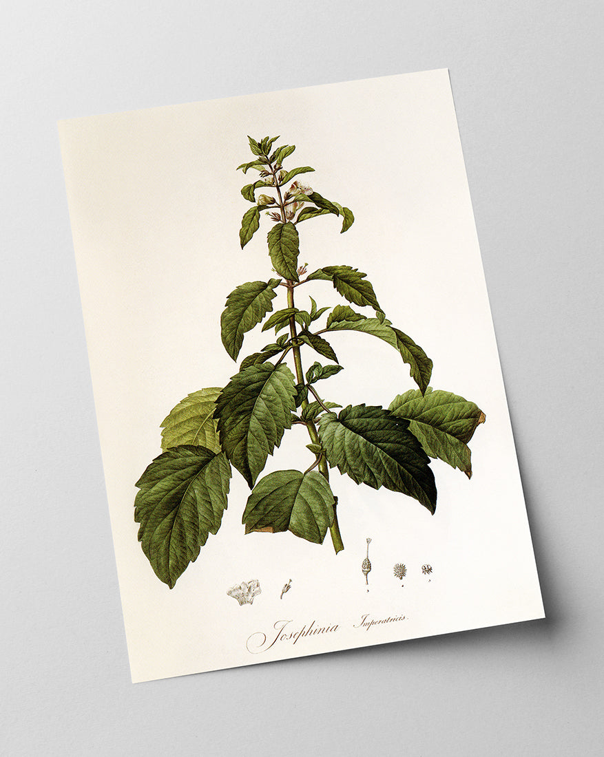 Josephinia imperatricis