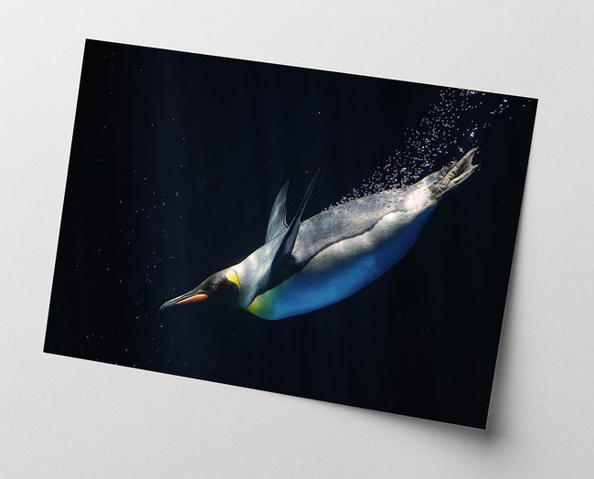 Schwimmender Pinguin Main Image