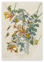John James Audubon - Kolibris auf Nektarsuche
