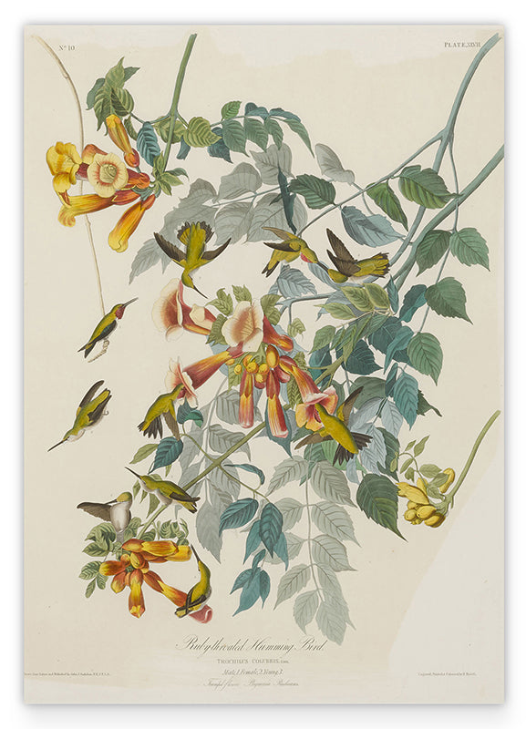 John James Audubon - Kolibris auf Nektarsuche Hover Image