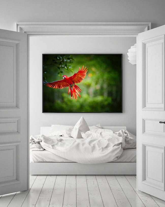 Fliegender roter Papagei Main Image