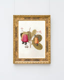 Pflanze mit roten Früchten und Blüten