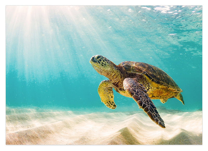 Schwimmende Schildkröte