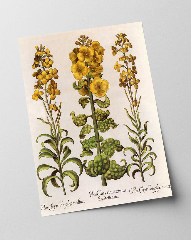 Flos Cheyri maximus Eystettensis Main Image